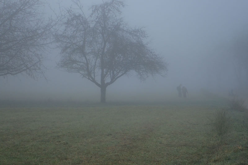 Baum auf Wiese im Nebel