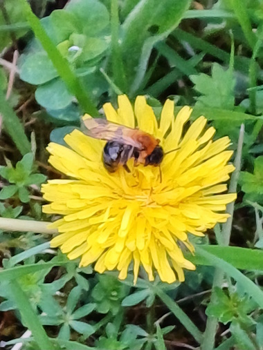 Eine Biene auf einer gelben Blüte