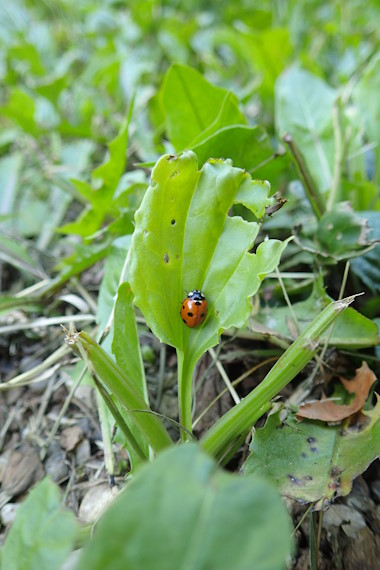 Ein Marienkäfer sitzt auf einem Blatt
